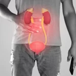 El sistema urinario y su funcion